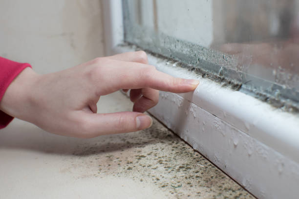 Best Environmental Consulting for Mold Prevention  in Wabasso, FL