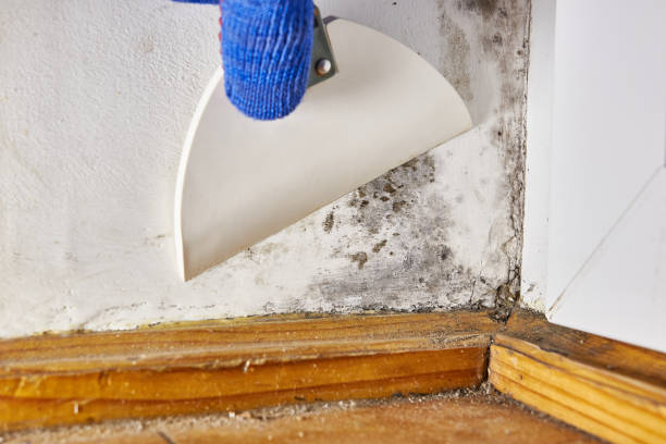 Best Crawl Space Mold Remediation  in Wabasso, FL